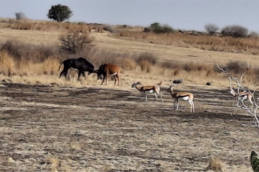 7 Bedroom Property for Sale in Oranjeville Free State